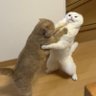 imhnongtae's profile picture