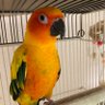 コガネメキシコインコ を探しています 的头像