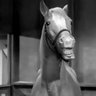 Profilbild von Mr. Ed The Talking Horse