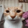 Profilbild von chat hd