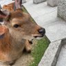 日本人's profile picture