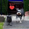 Elsie and Mabel the Scottish Miniature Schnauzers profil fotoğrafı