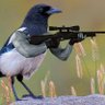 MagPul Magpie's profile picture