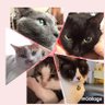 黒ゴマさん profil fotoğrafı