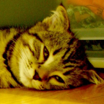 paranoidnyanya's profile picture