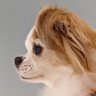 POMPON📣シニア🐶🐱応援💓 的头像
