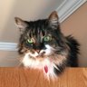 Cindy O'Brien's profile picture