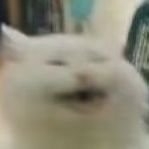 dingdang's profile picture