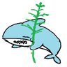 ささざめ🎋🦈's profile picture