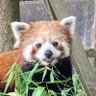 コムちゃん 的头像