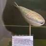 ピースのお姉さん 的头像