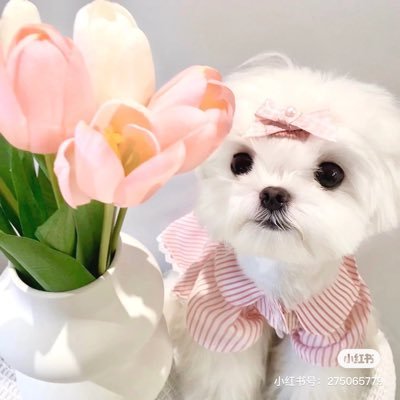 Vian19951's profile picture