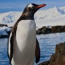 Penguin profil fotoğrafı