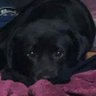 Profilbild von kurolove