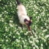 ecchan's profile picture