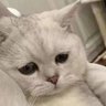 大眼球's profile picture