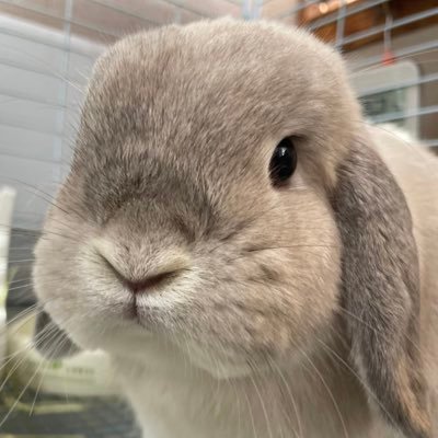 銀次's profile picture