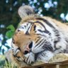 四睡 profil fotoğrafı