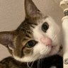 橋まる（ニャンズのシモベ）'s profile picture