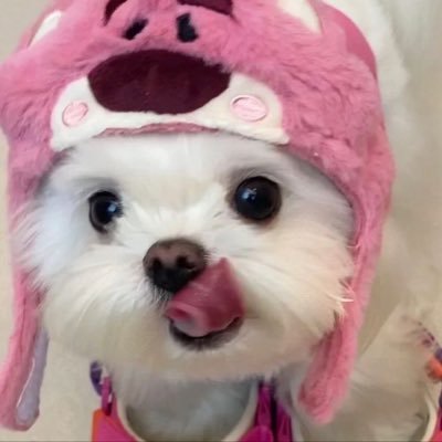 쿠쿠's profile picture