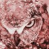 Profilbild von Owl Darling