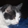 Фото профиля pfp of my cat