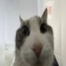 Profilbild von Té de Baan