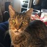 Melody D'Amore's profile picture