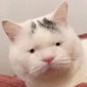 tofu profil fotoğrafı