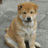 簡単 profil fotoğrafı
