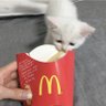 French fry's profile picture