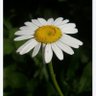 Фото профиля damla erdem