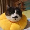 Profilbild von おにゃんこぽん