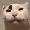 Profilbild von 𝐤𝐢𝐭𝐭𝐲𝐥𝐨𝐯𝐞𝐫123