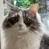 Profilbild von AmeliaMWA