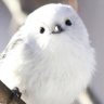 ひよぱと 的头像
