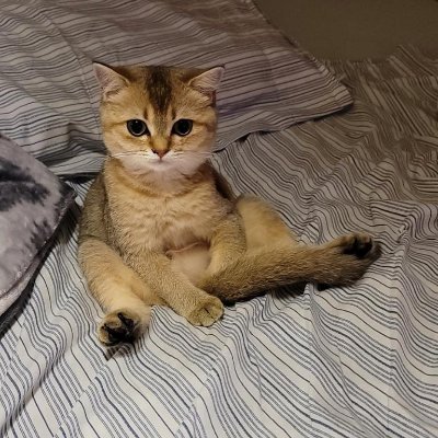 JapanCurrry's profile picture