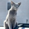 Cat Dad 的头像