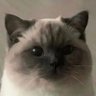 Must's profile picture