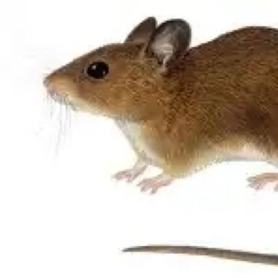 شركة مكافحة حشرات بالدمام بالخبر بالقطيف المثاليه's profile picture