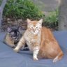 nekopon2nekoze裏垢 profil fotoğrafı