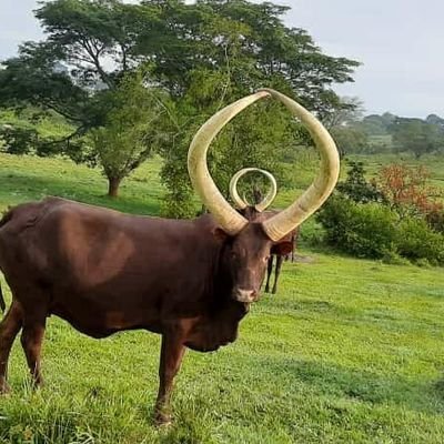 Ankole Cattle Breeders Society's profile picture