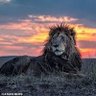 الخواجة الحكيم ديلقاو profil fotoğrafı