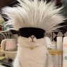 El Gato profil fotoğrafı
