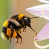 Profilbild von BUMBLEBEEWISPERER