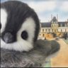 Razedit profil fotoğrafı