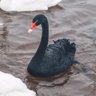 Фото профиля 🦢Swan The 👸