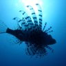 Sea🍎 profil fotoğrafı