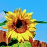 Kelly G.🌻🇺🇲🇺🇦🌊🟧 profil fotoğrafı