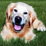 Woke Doggie's profile picture